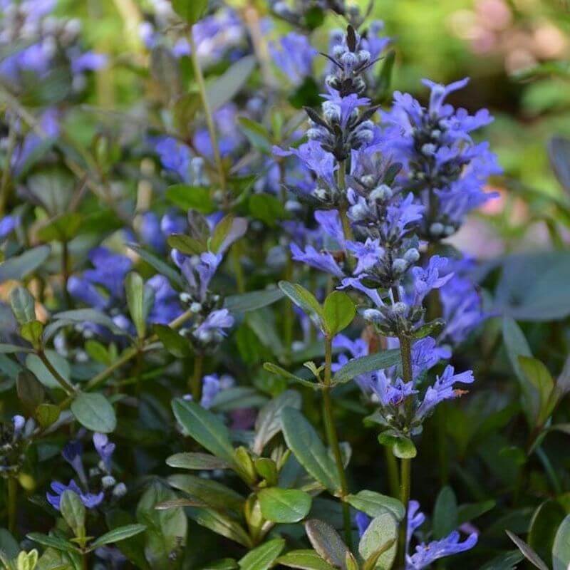 Black Scallop Ajuga seeds