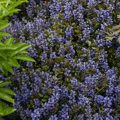 Black Scallop Ajuga seeds