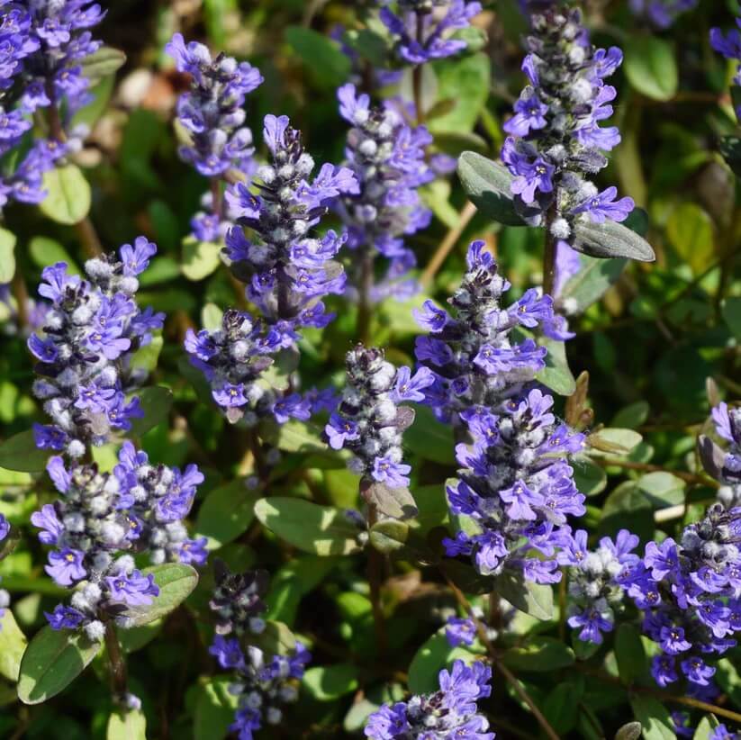 Black Scallop Ajuga seeds
