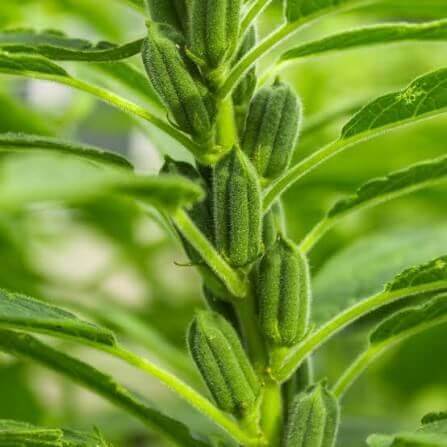 Black Sesame Seeds 