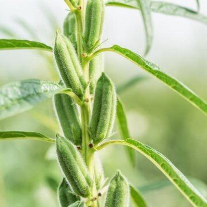 Black Sesame Seeds 