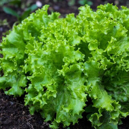 Black Simpson Lettuce Seeds - Heirloom Vegetable Plant for Home Gardens