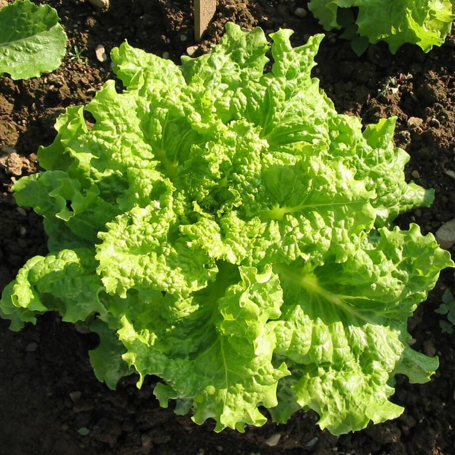 Black Simpson Lettuce Seeds - Heirloom Vegetable Plant for Home Gardens