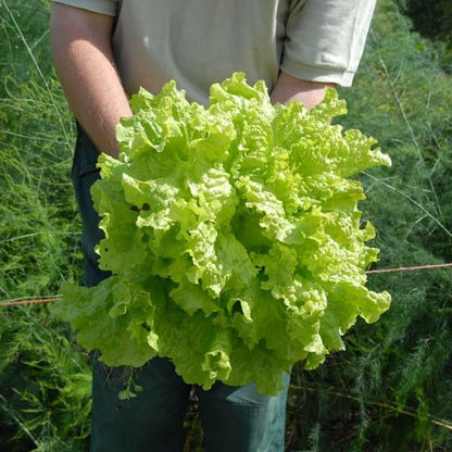 Black Simpson Lettuce Seeds - Heirloom Vegetable Plant for Home Gardens