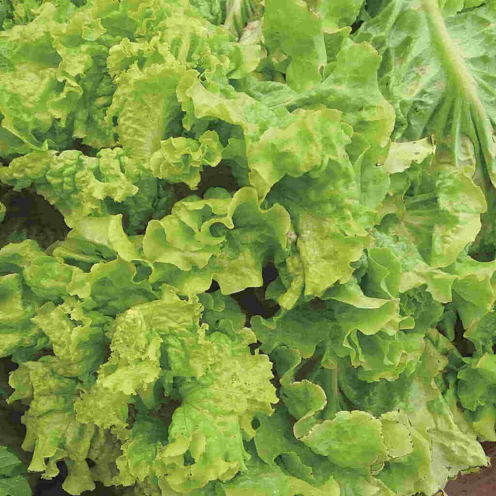 Black Simpson Lettuce Seeds - Heirloom Vegetable Plant for Home Gardens