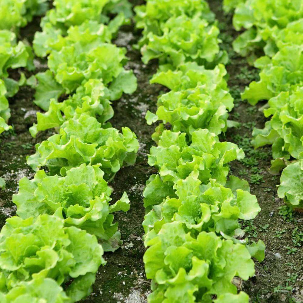 Black Simpson Lettuce Seeds - Heirloom Vegetable Plant for Home Gardens
