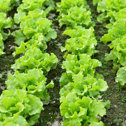 Black Simpson Lettuce Seeds - Heirloom Vegetable Plant for Home Gardens