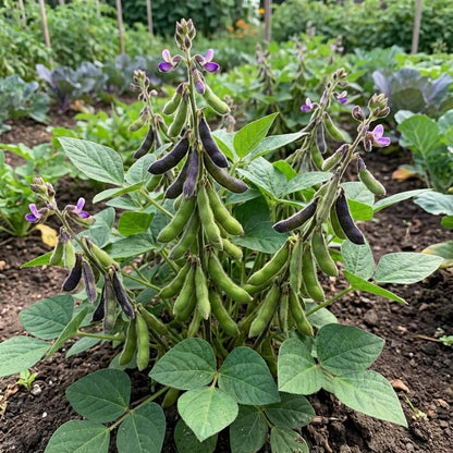 Black Soybean Seeds