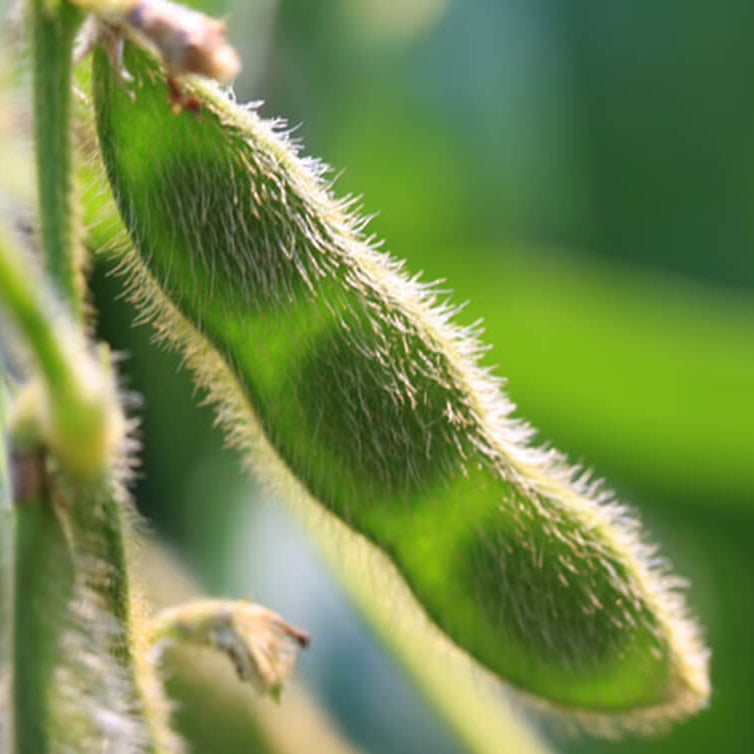 Black Soybean Seeds