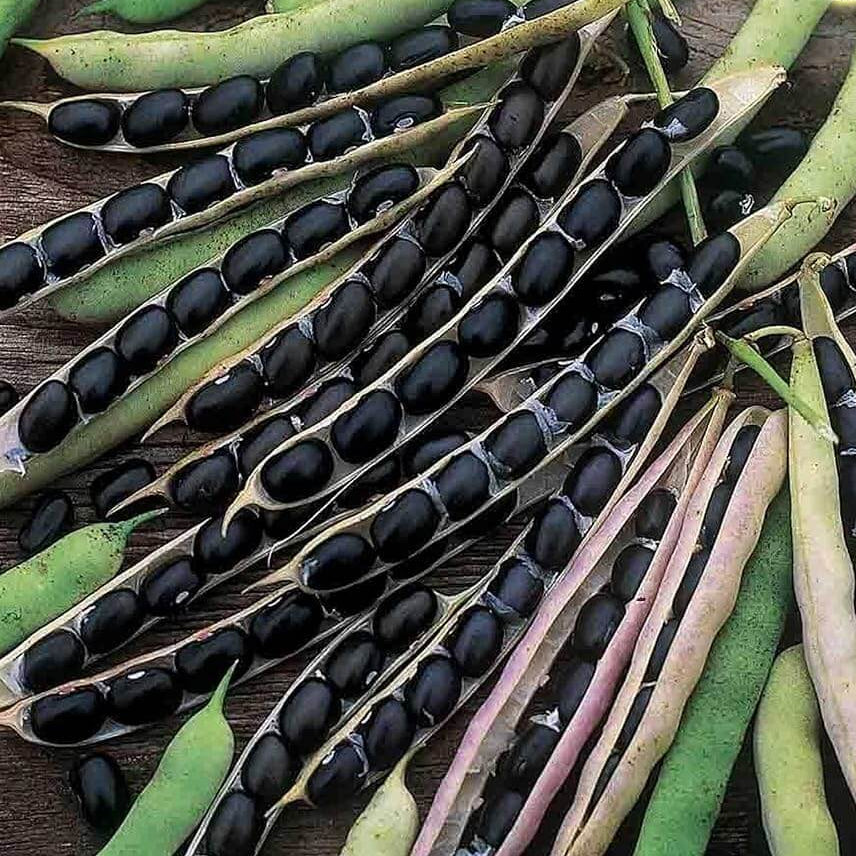 Black Soybean Seeds