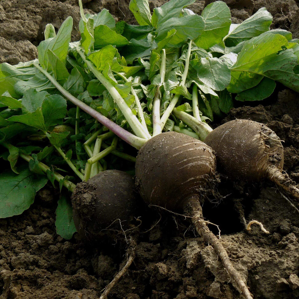 Black Spanish Radish Seeds