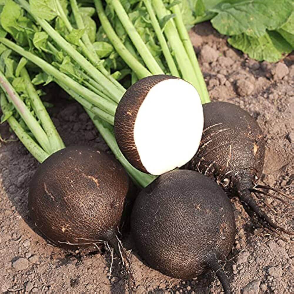 Black Spanish Radish Seeds