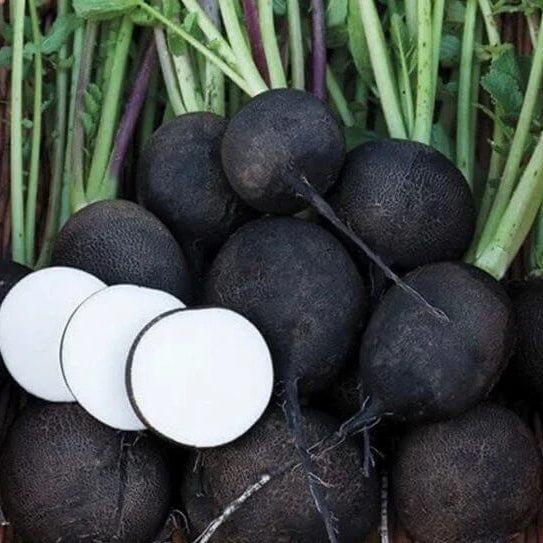 Black Spanish Radish Seeds