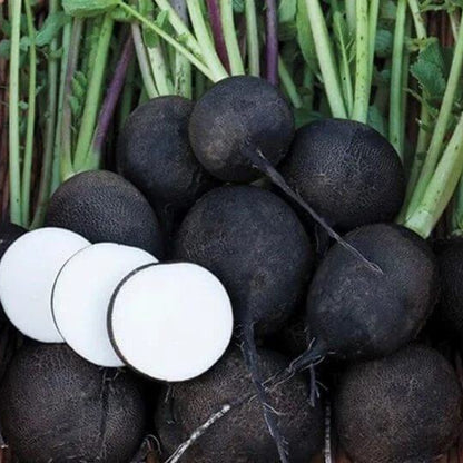 Black Spanish Radish Seeds