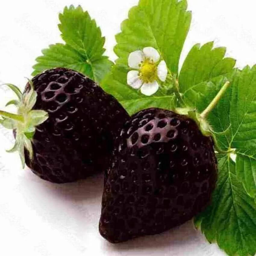 Black Strawberry Seeds