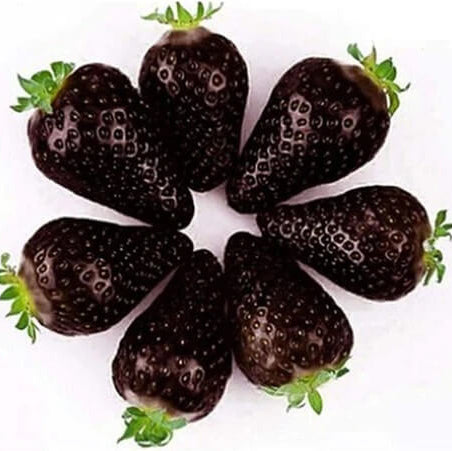 Black Strawberry Seeds