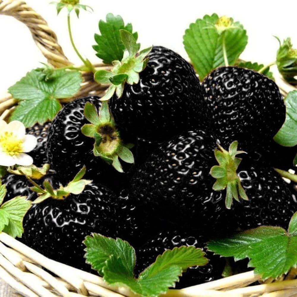 Black Strawberry Seeds