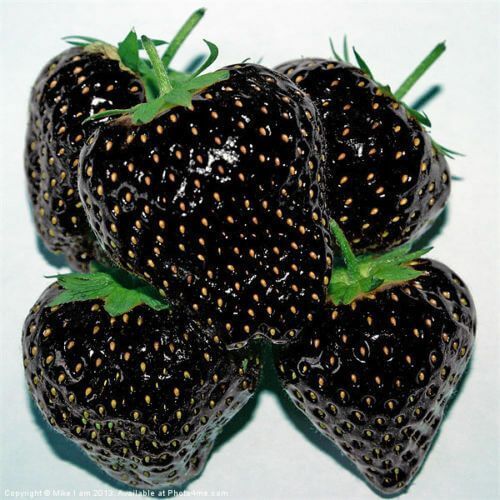Black Strawberry Seeds