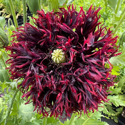 Black Swan Poppy Seeds
