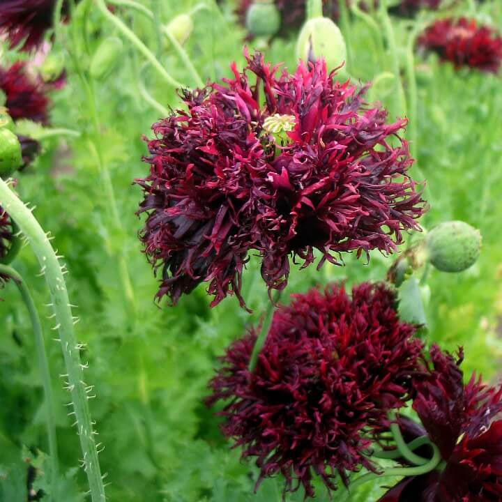 Black Swan Poppy Seeds