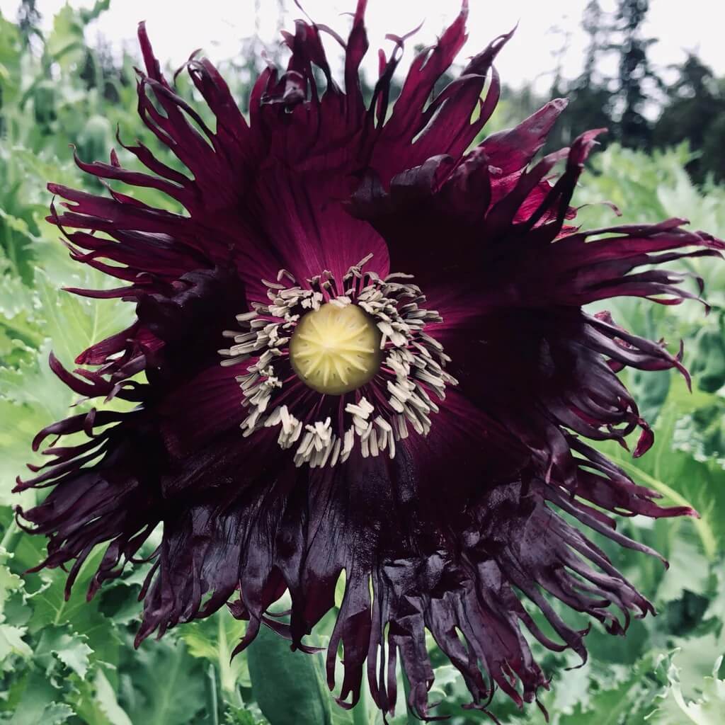 Black Swan Poppy Seeds