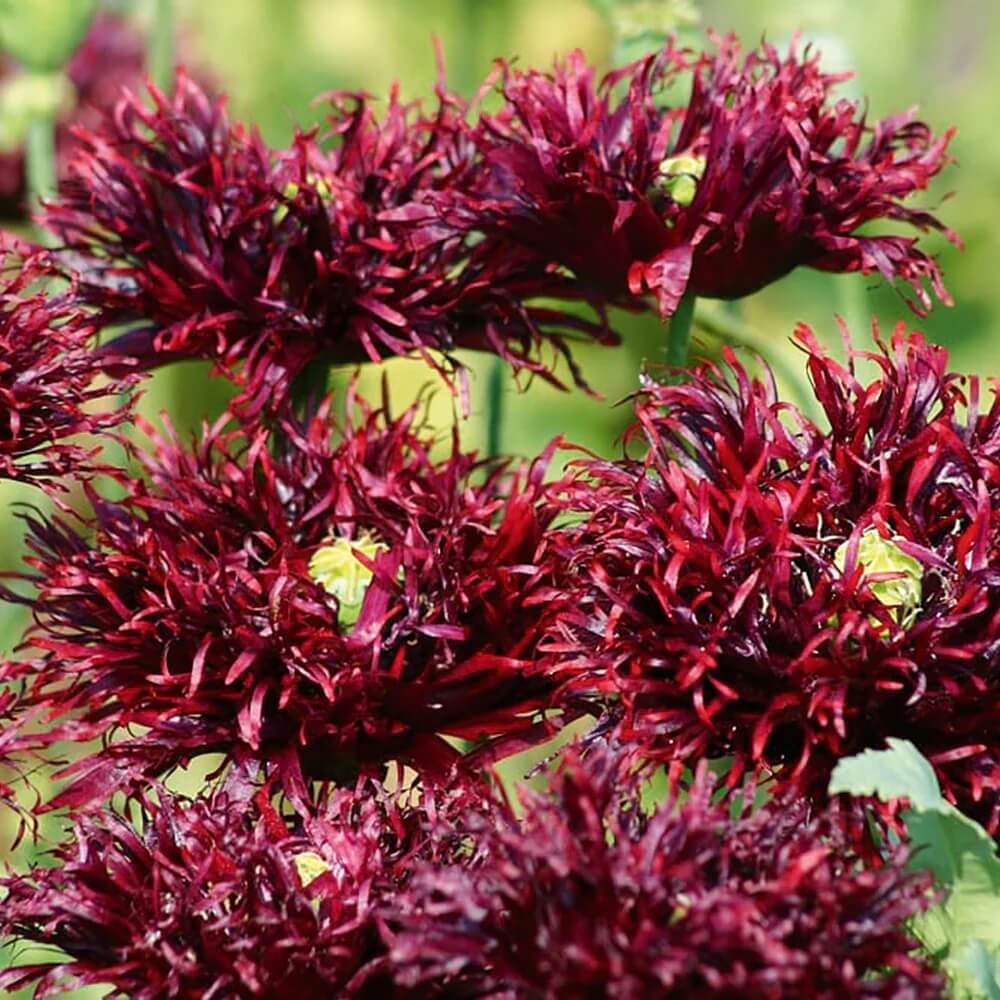 Black Swan Poppy Seeds