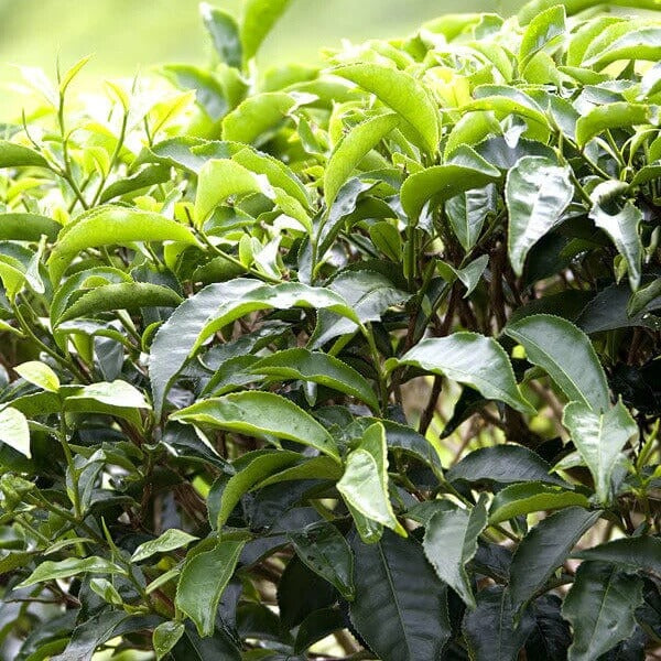 Black Tea Plant Seeds