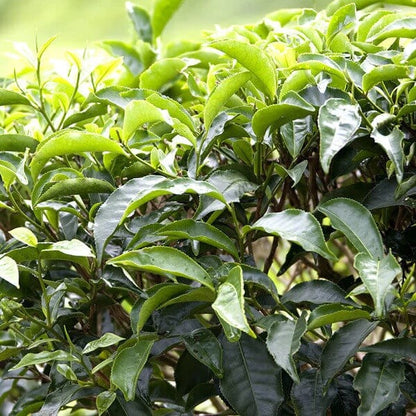 Black Tea Plant Seeds