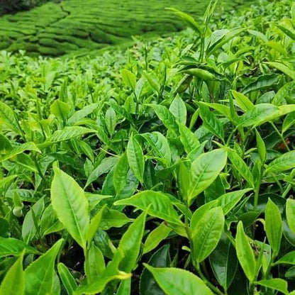 Black Tea Plant Seeds