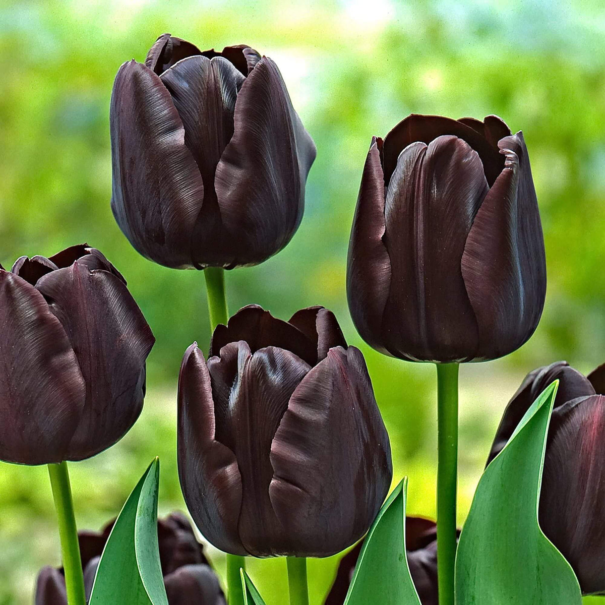 Black Tulip Seeds
