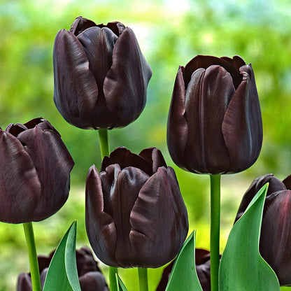 Black Tulip Seeds