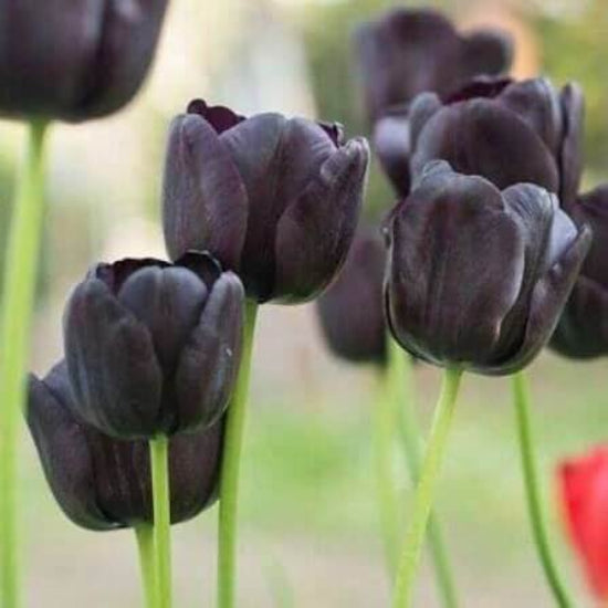 Black Tulip Seeds