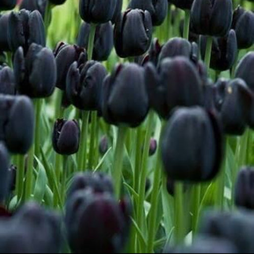 Black Tulip Seeds