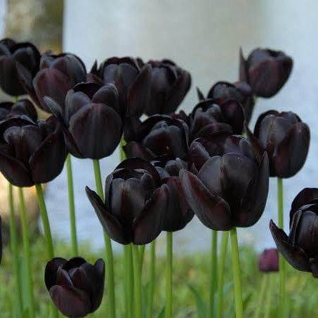Black Tulip Seeds