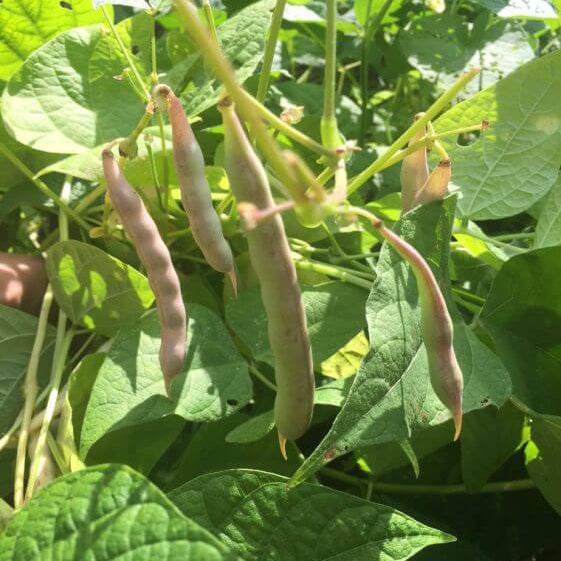 Black Turtle Bean Seeds - Vegetable Plant