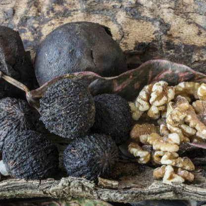 Black Walnut Seeds - Fruit Plant