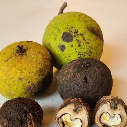 Black Walnut Seeds - Fruit Plant