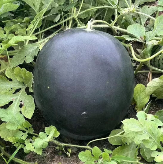 Black Watermelon Seeds