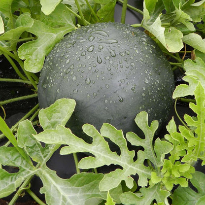 Black Watermelon Seeds
