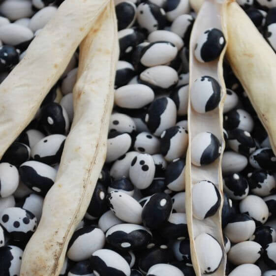 Black White Bean Seeds