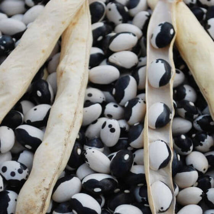 Black White Bean Seeds