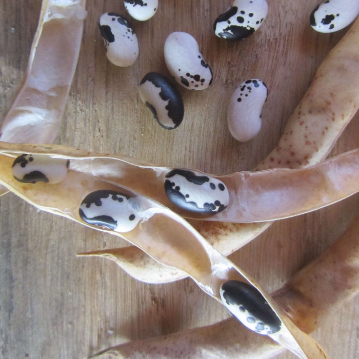 Black White Bean Seeds