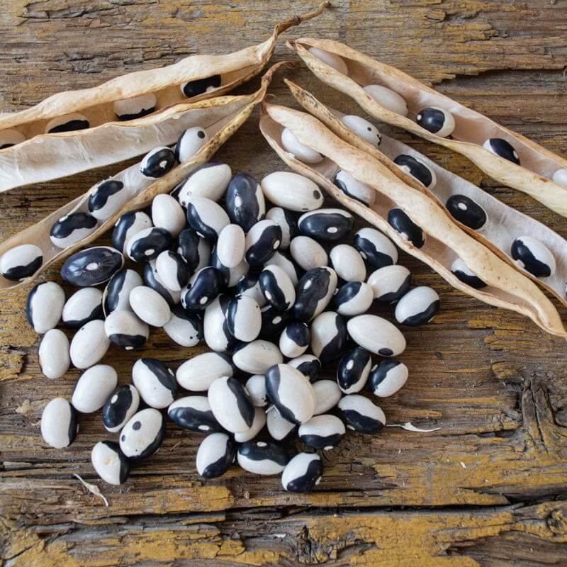 Black White Bean Seeds