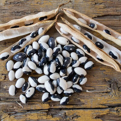 Black White Bean Seeds