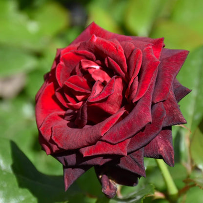 Black baccara rose seeds - Flower Plant