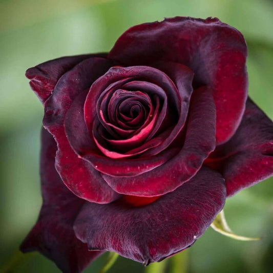 Black baccara rose seeds - Flower Plant