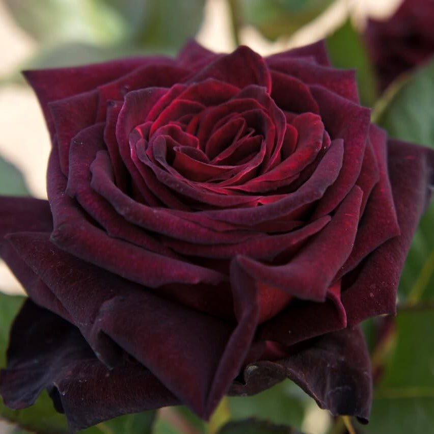 Black baccara rose seeds - Flower Plant