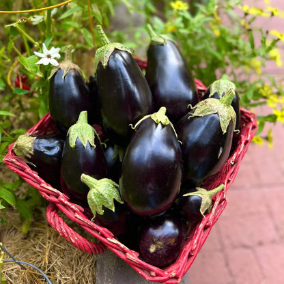 Black beauty eggplant seeds - Vegetable Plant