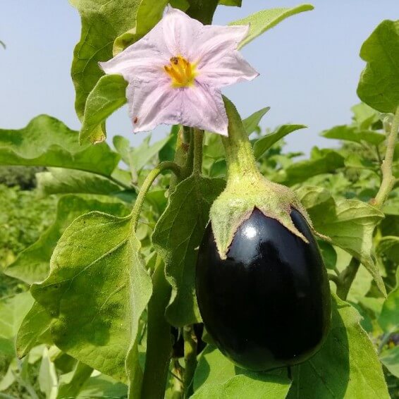 Black beauty eggplant seeds - Vegetable Plant