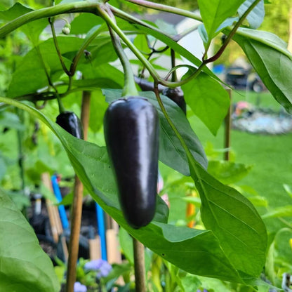 Black jalapeno seeds - Vegetable Plant